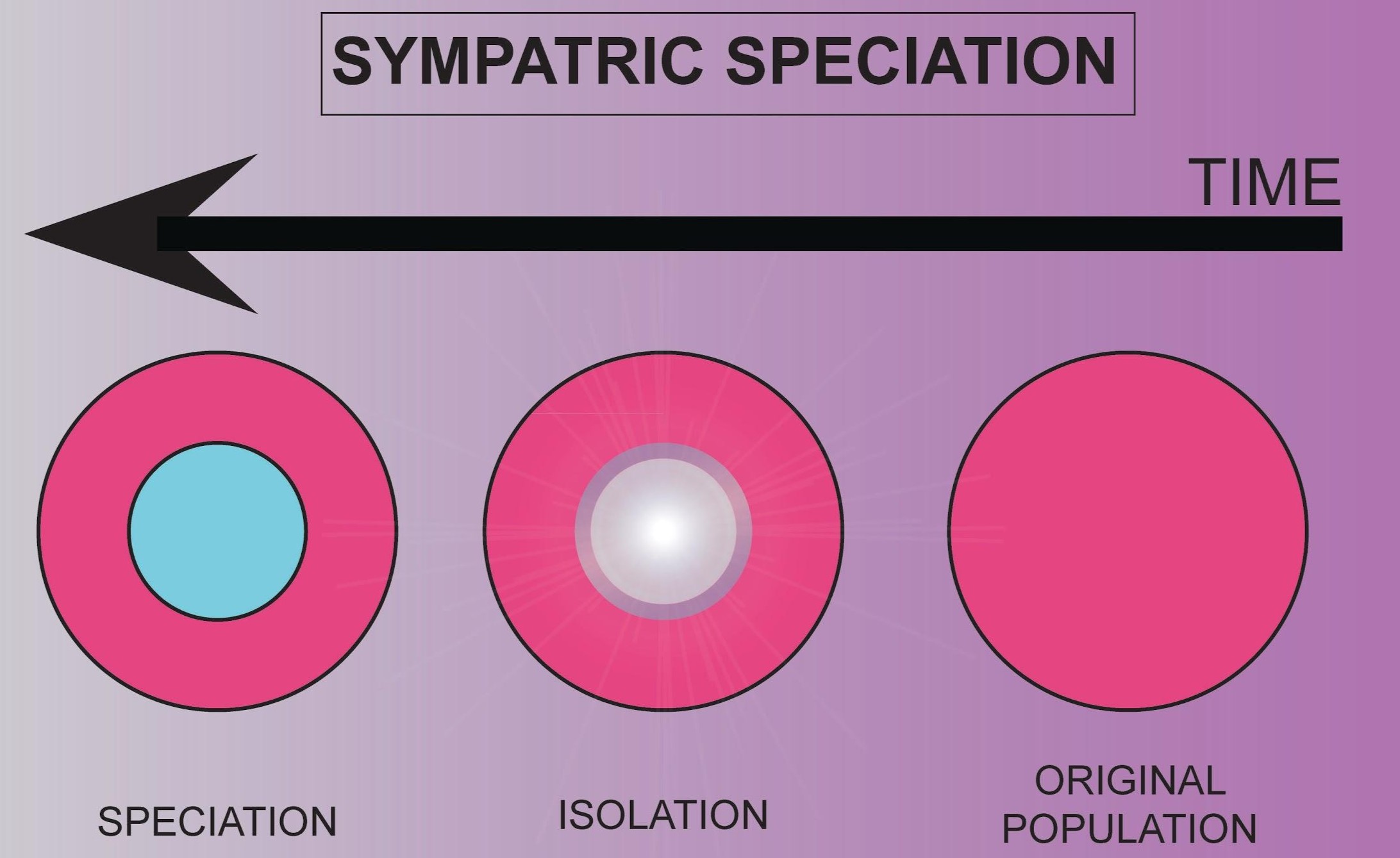 sympatric speciation example animals