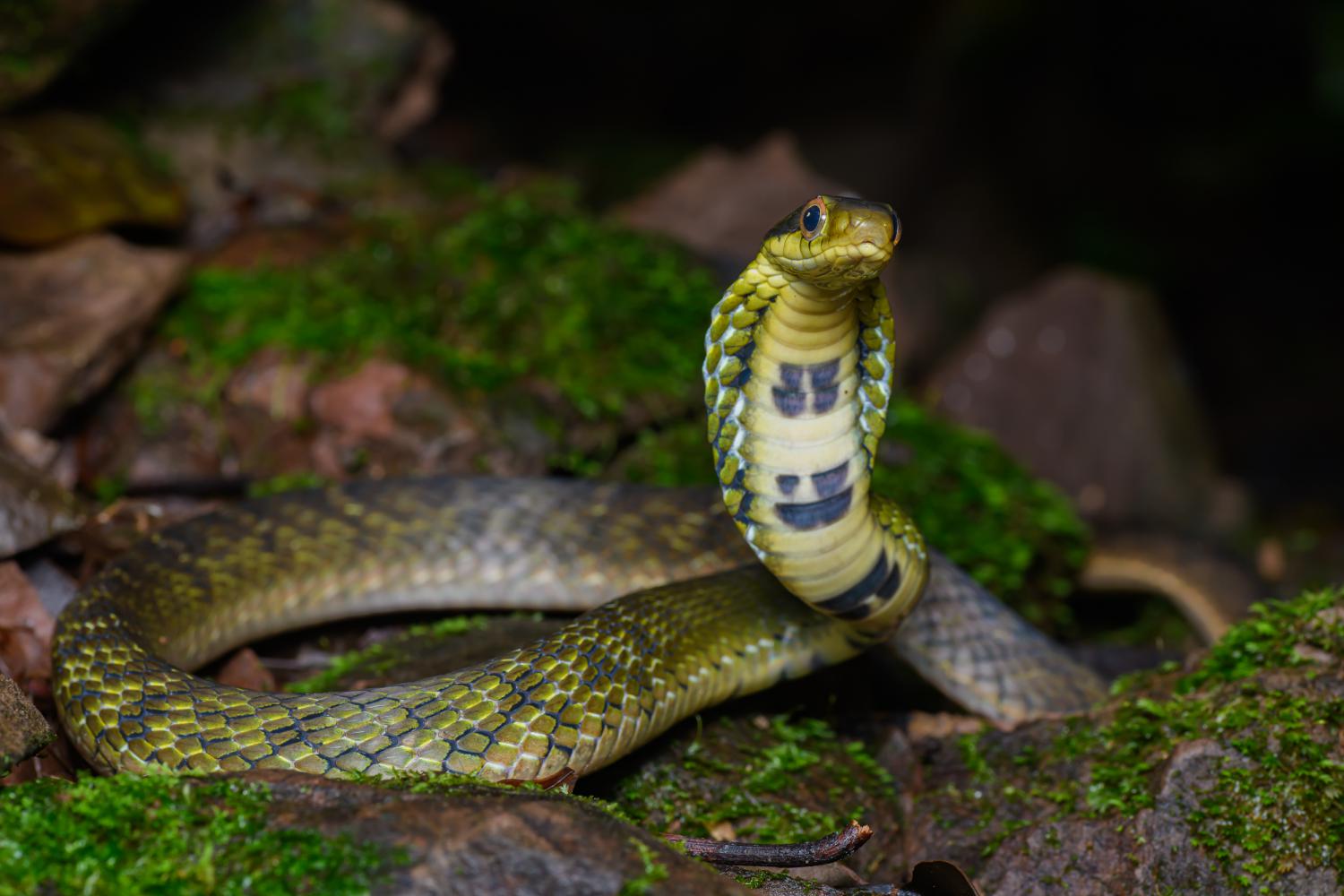20-extraordinary-facts-about-big-eyed-mountain-keelback