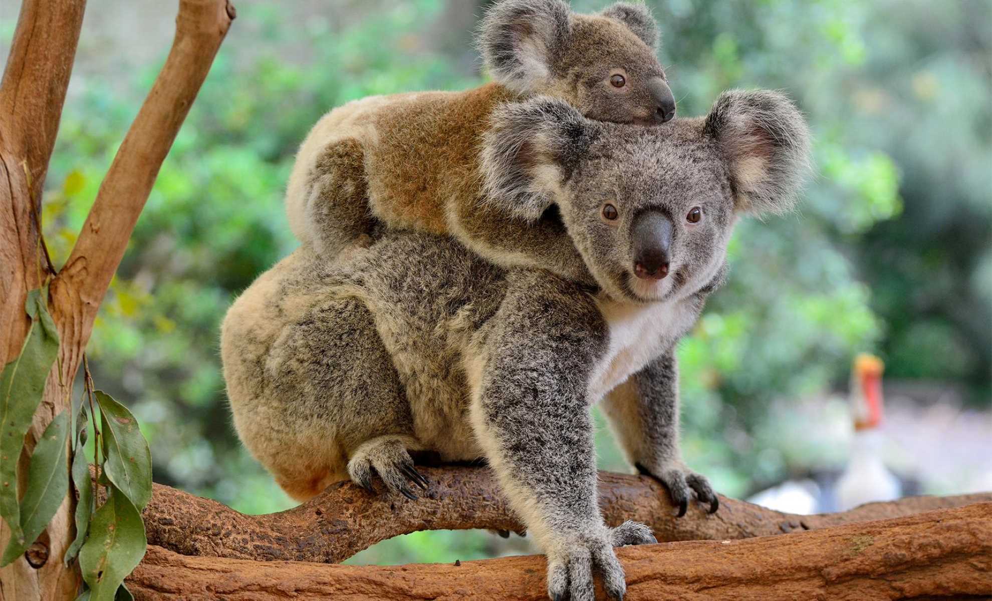 20-extraordinary-facts-about-lone-pine-koala-sanctuary