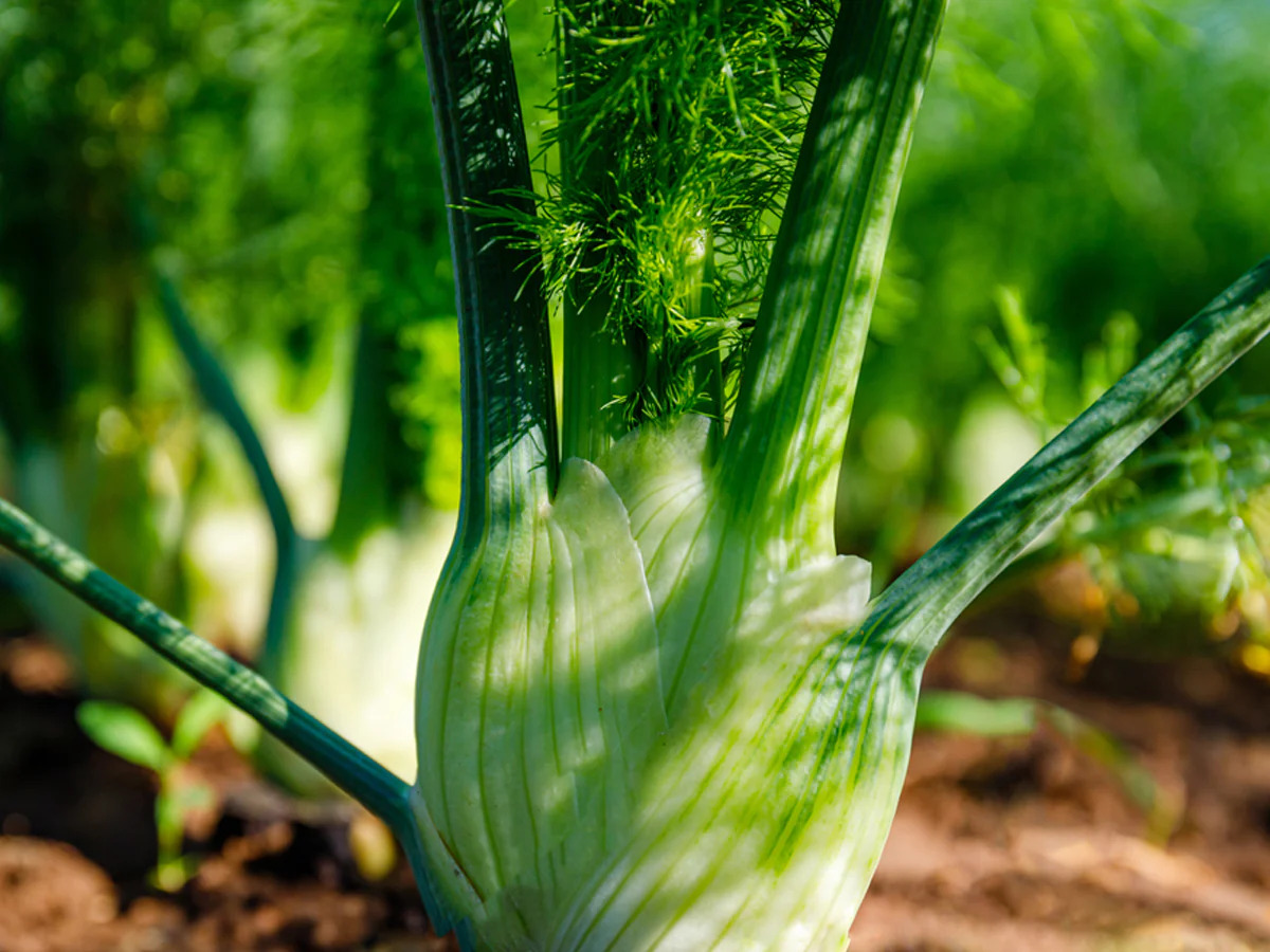 20-fascinating-facts-about-fennel