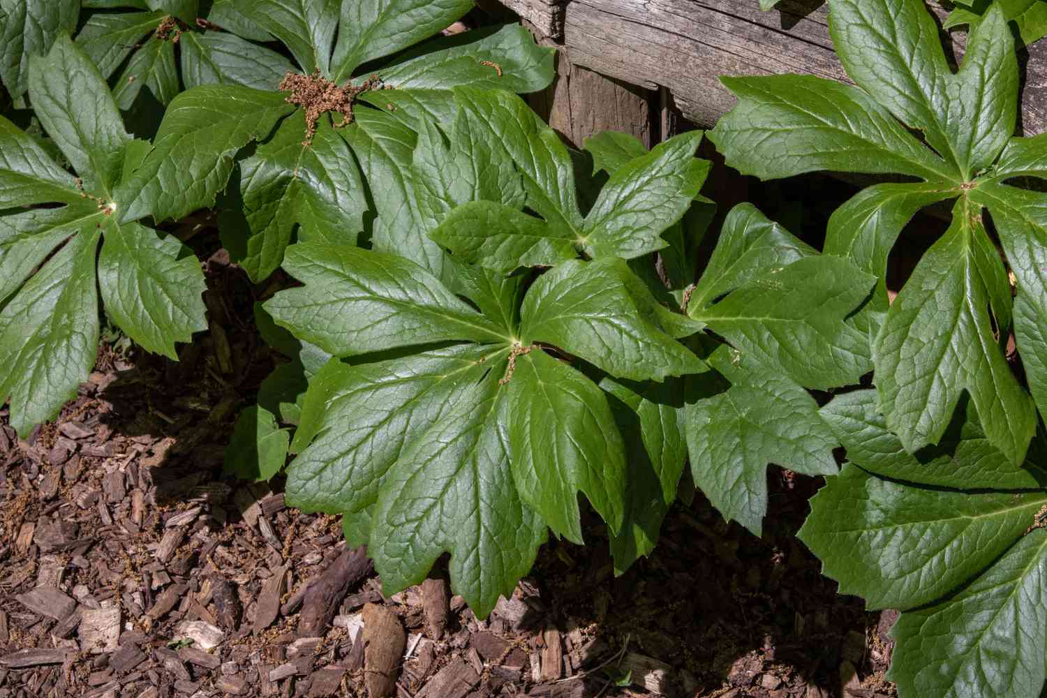 20-fascinating-facts-about-mayapple