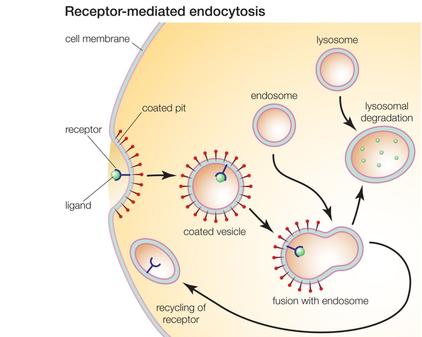 20-fascinating-facts-about-receptor-mediated-endocytosis