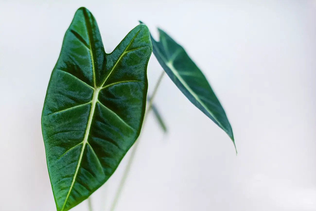 20-intriguing-facts-about-alocasia