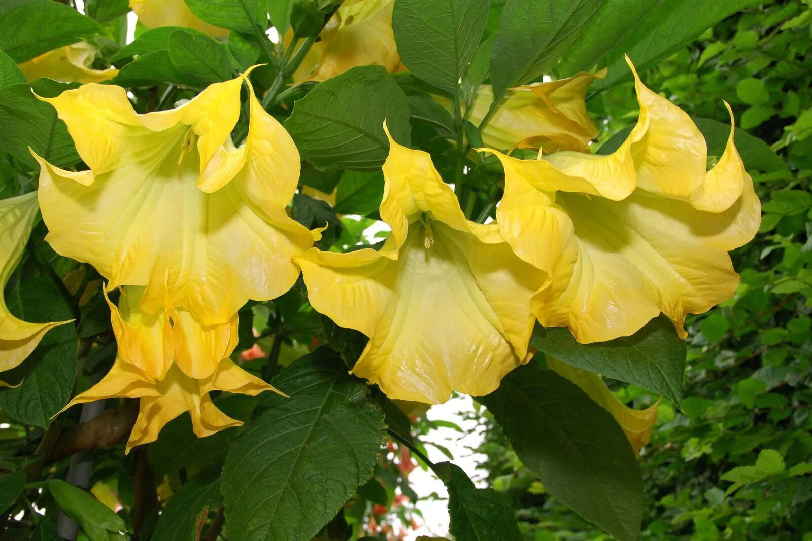 20-intriguing-facts-about-angels-trumpet