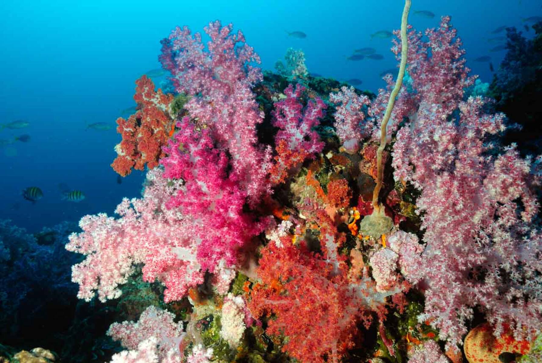 20-intriguing-facts-about-gulf-of-aden-reefs