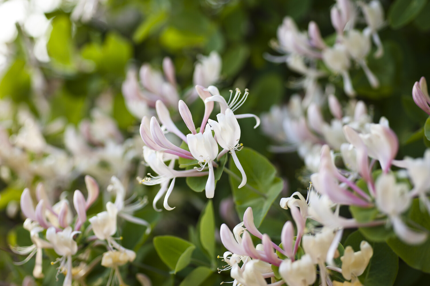20-intriguing-facts-about-honeysuckle