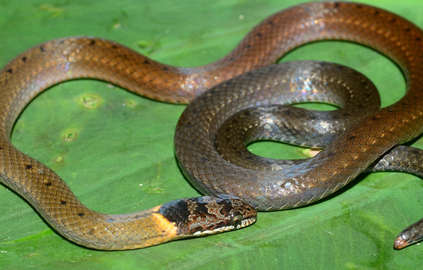 20-intriguing-facts-about-many-toothed-snake