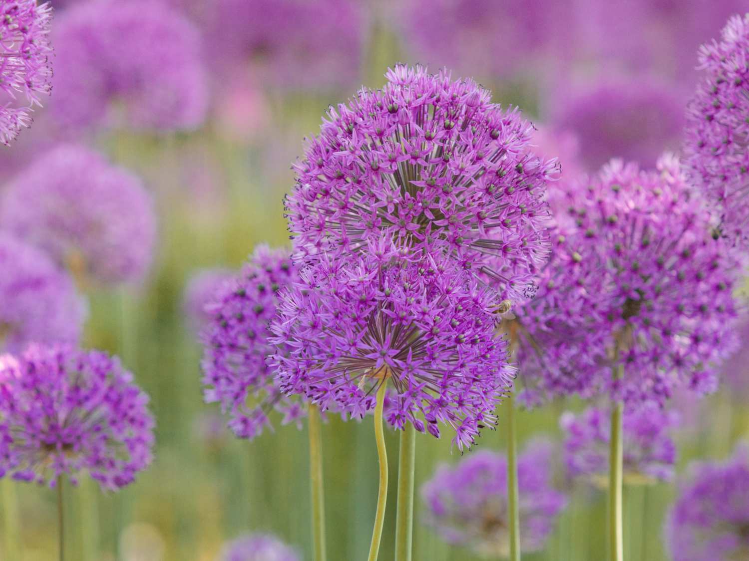 20-intriguing-facts-about-ornamental-onion