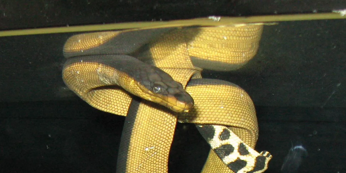 20-intriguing-facts-about-yellow-bellied-sea-snake