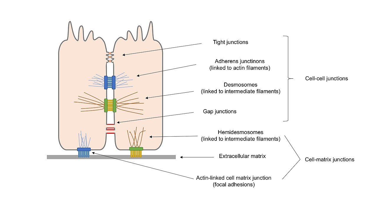 20-mind-blowing-facts-about-cell-adhesion