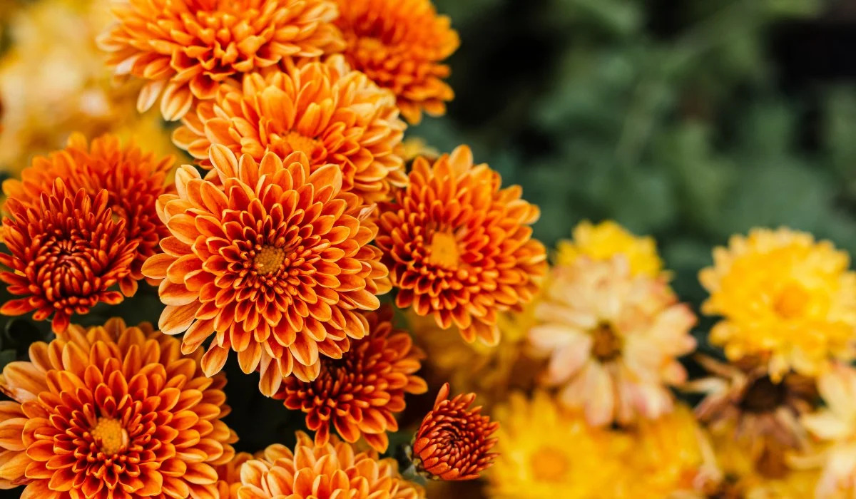 Chrysanthemum Facts, Meaning, and Care