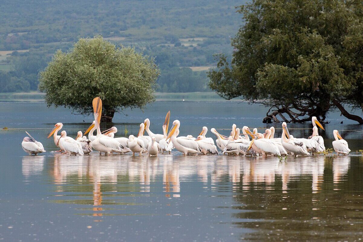 20-mind-blowing-facts-about-kerkini-lake