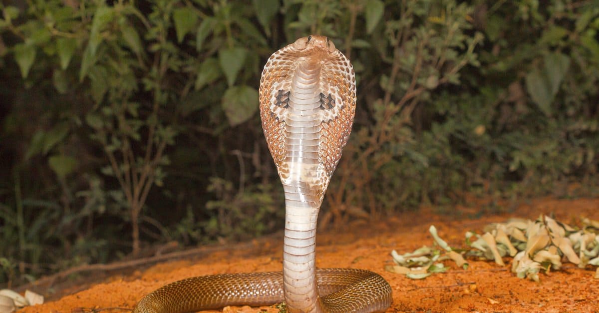 20-mind-blowing-facts-about-spitting-cobra