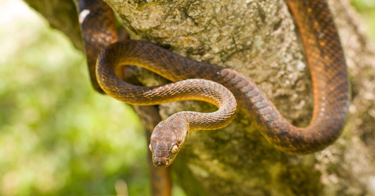 20-surprising-facts-about-brown-tree-snake