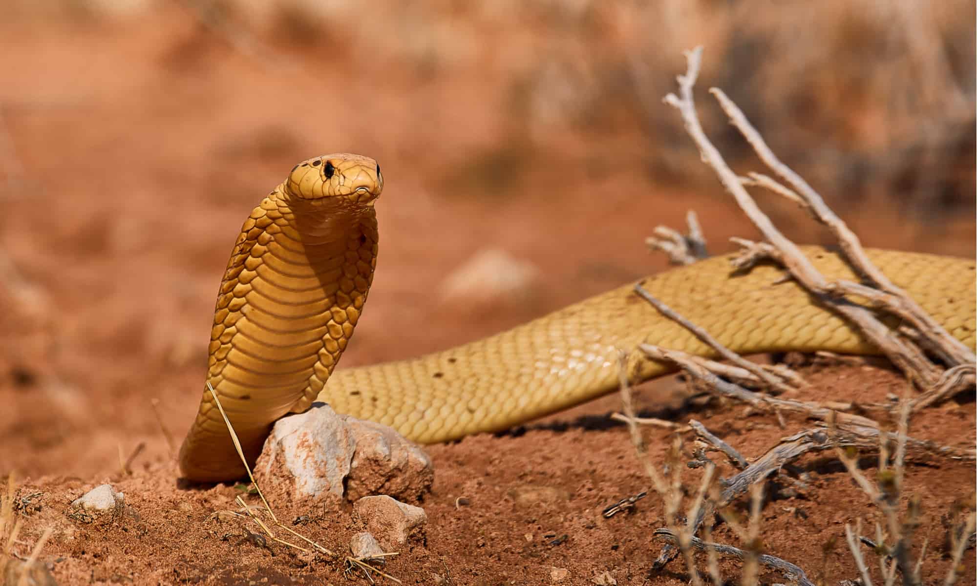 20-surprising-facts-about-cape-cobra