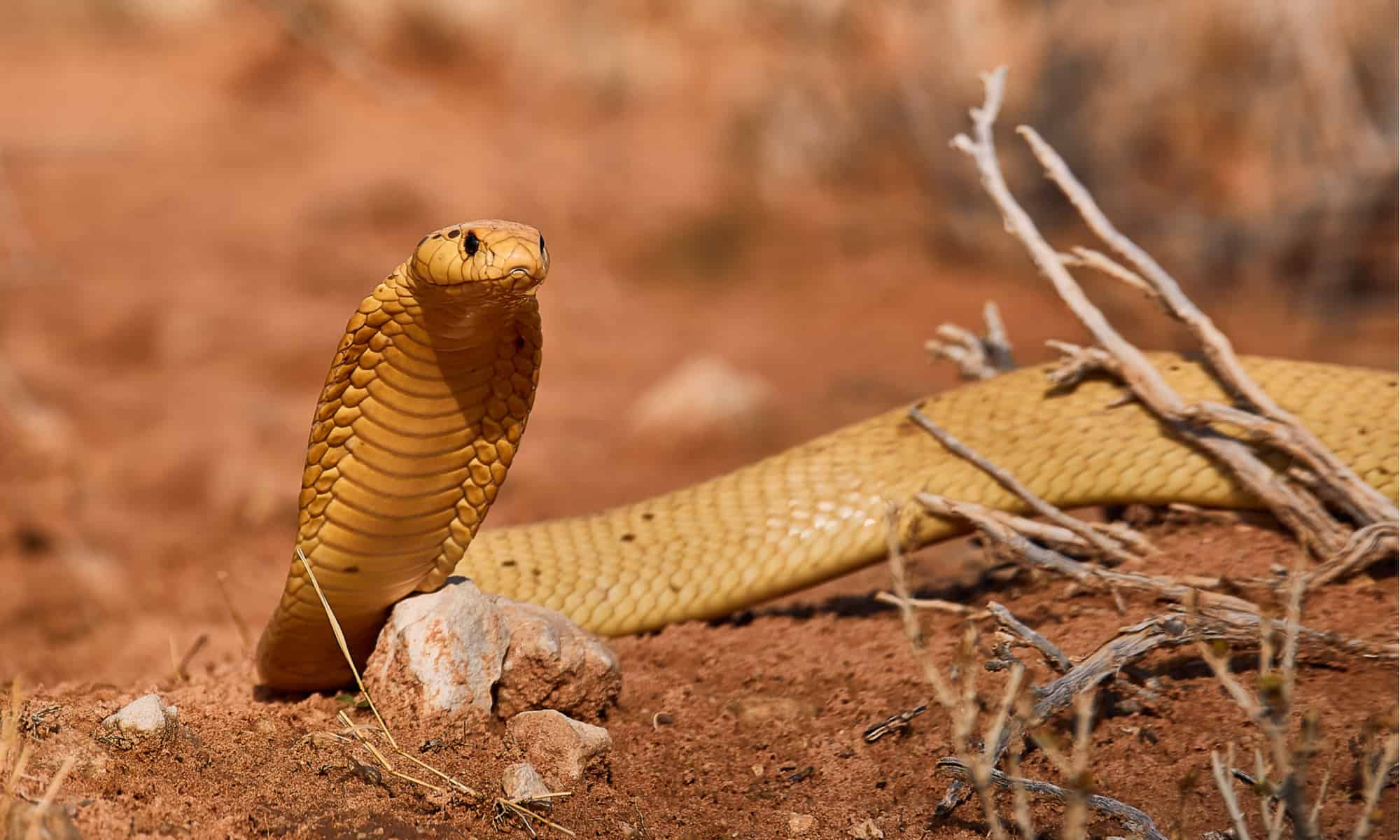 Yellow Cobra Animal Facts