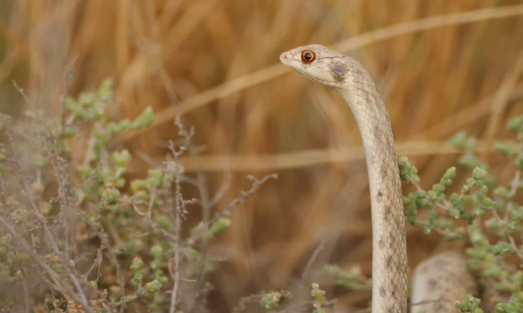 20-surprising-facts-about-false-cobra