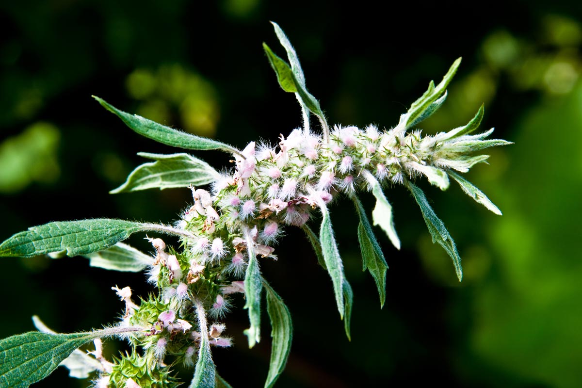 20-surprising-facts-about-motherwort