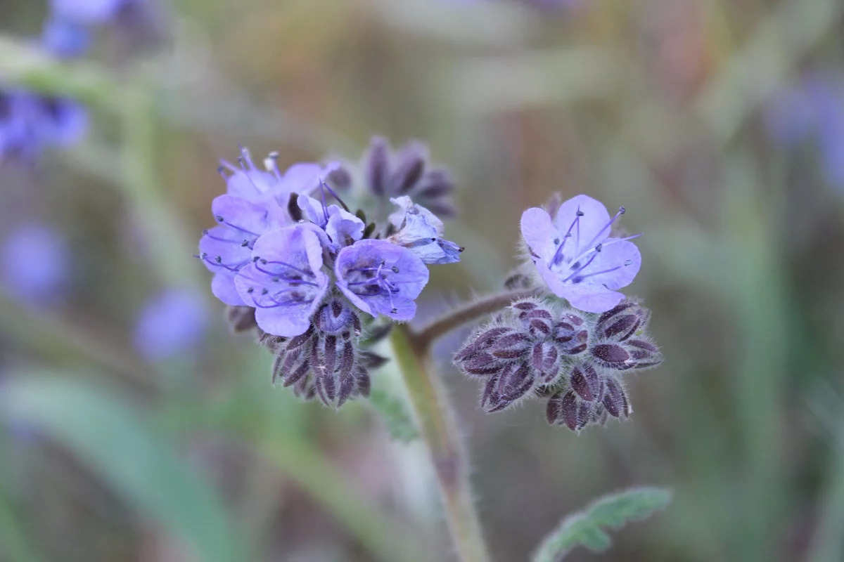 20-surprising-facts-about-phacelia