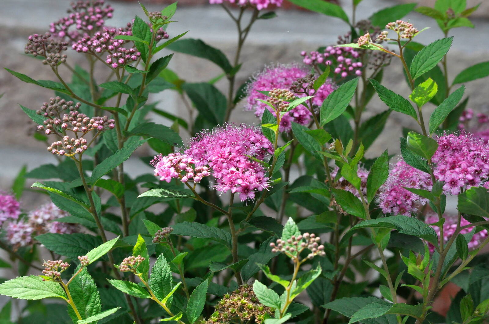20-surprising-facts-about-spirea