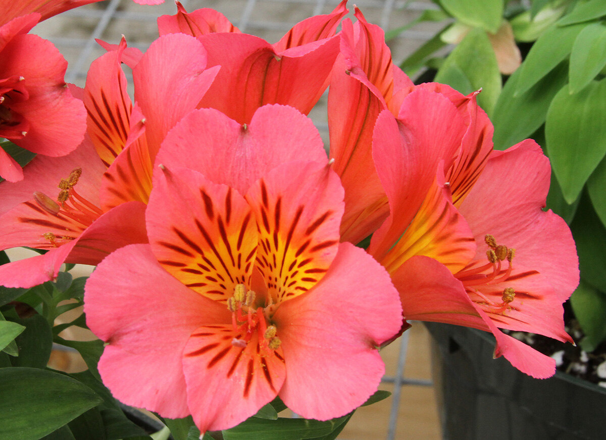 8-astonishing-facts-about-alstroemeria