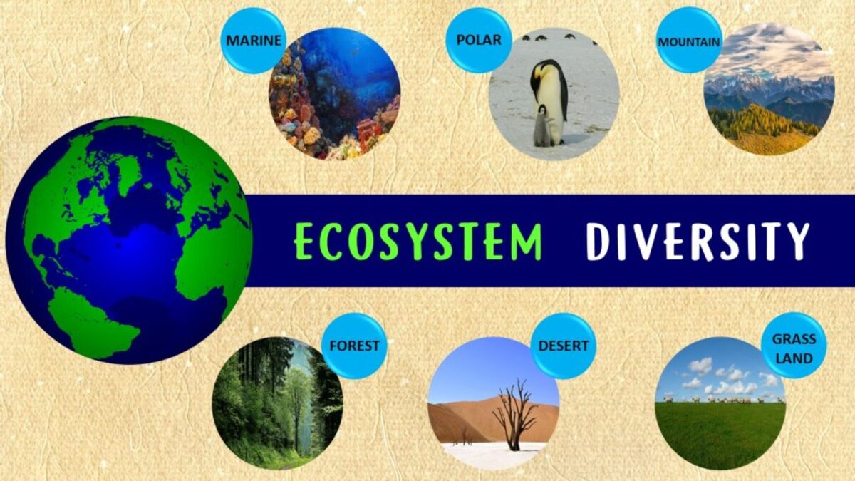 Human Impact on Ecosystem Diversity