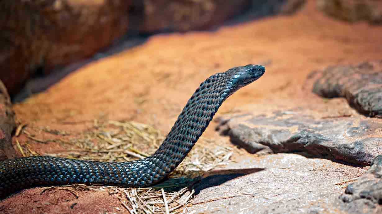 Yellow Cobra Animal Facts