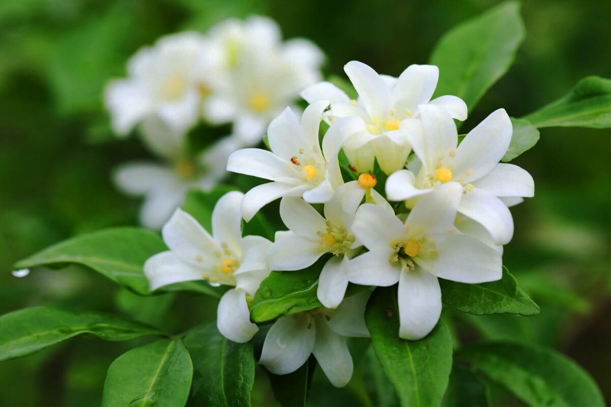 8-astonishing-facts-about-jasmine