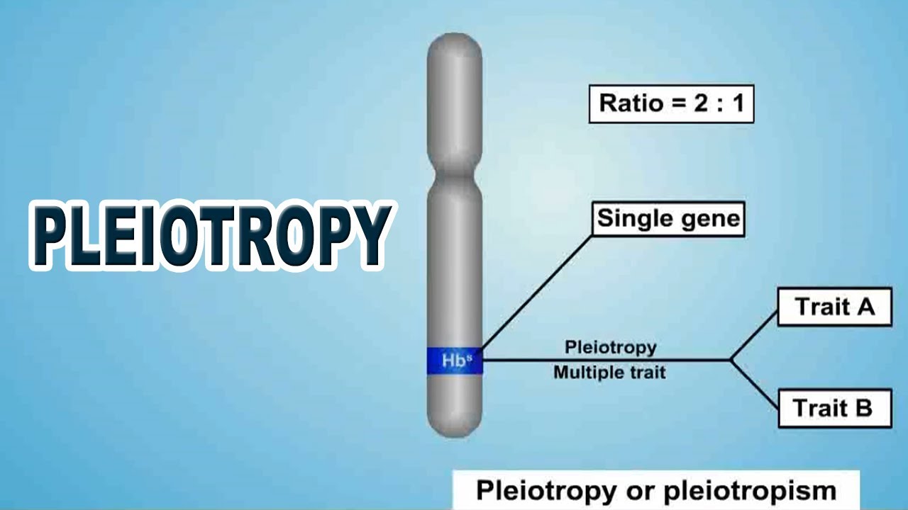 8-astonishing-facts-about-pleiotropy