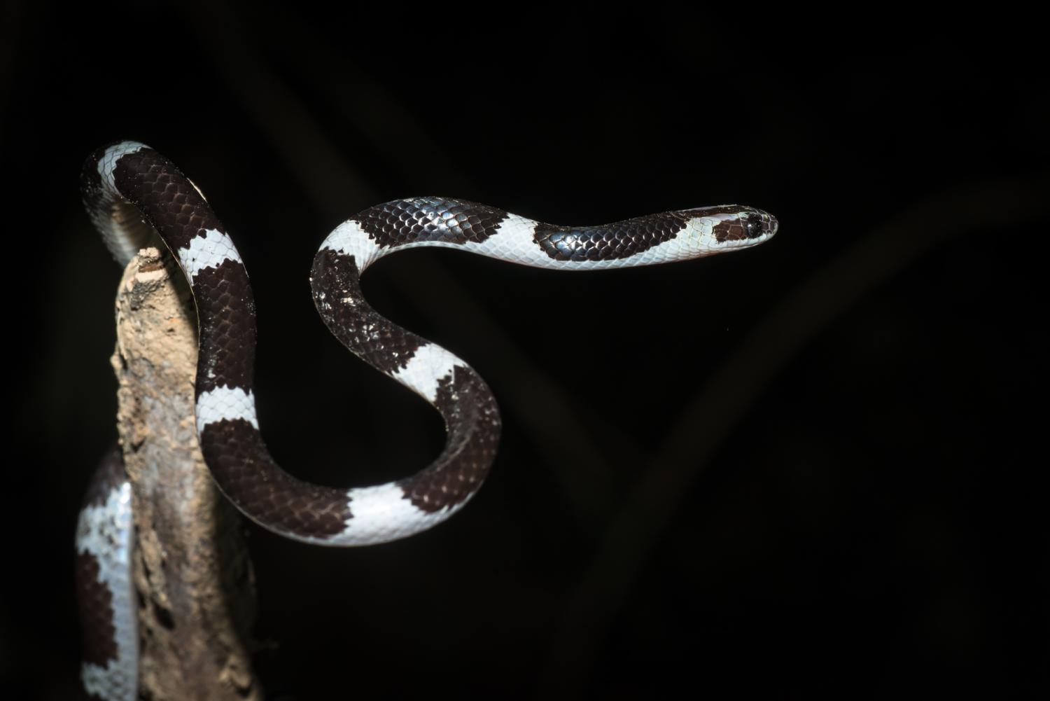 8-astounding-facts-about-malayan-bridle-snake