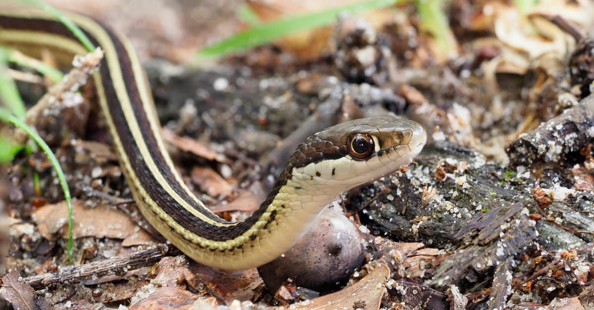 8-astounding-facts-about-ribbon-snake