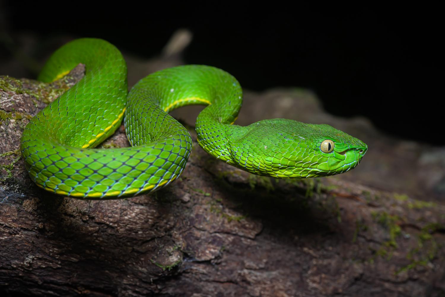 8-astounding-facts-about-vogels-pit-viper