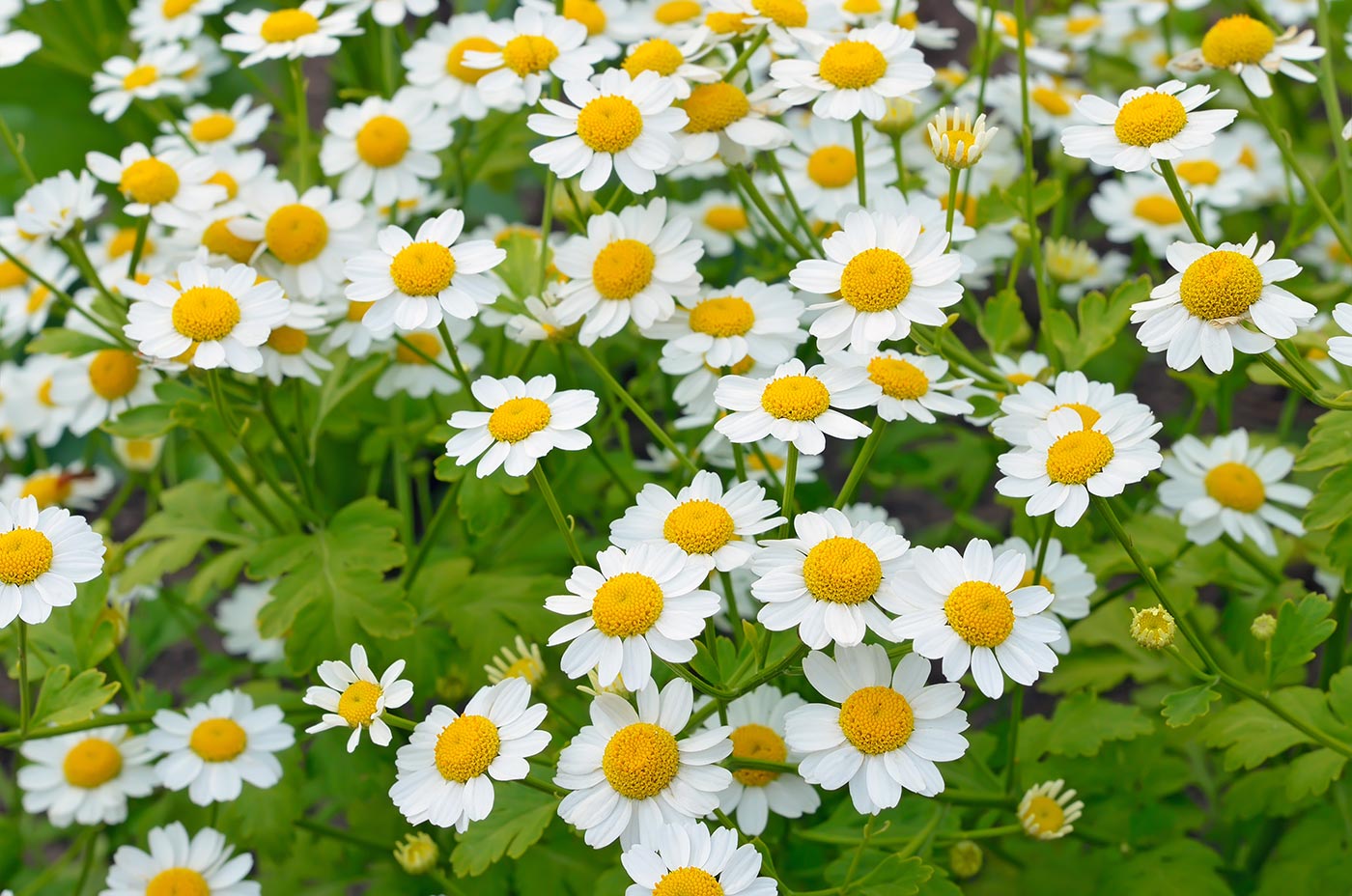 8-captivating-facts-about-feverfew