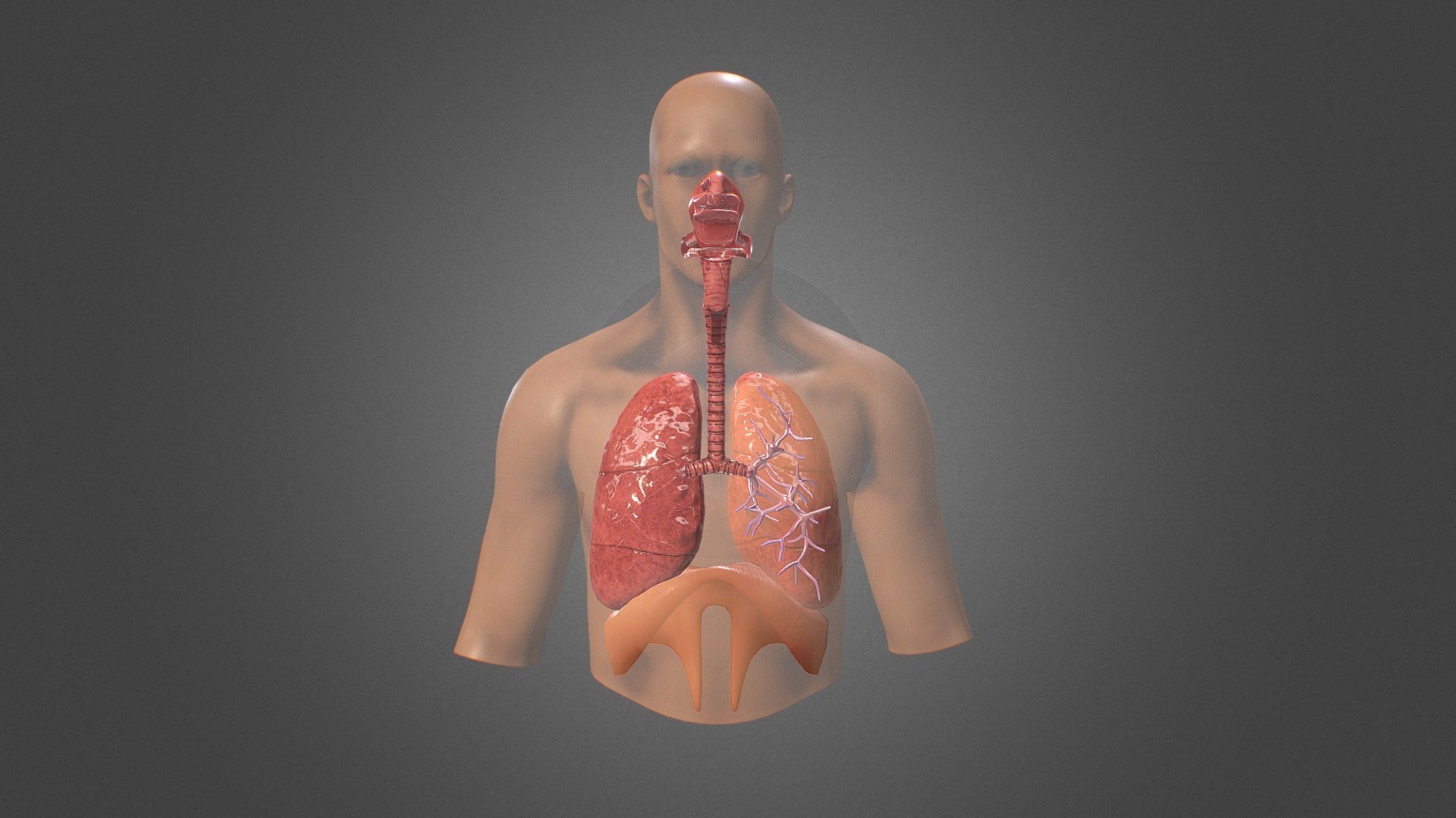 8-captivating-facts-about-human-respiratory-system