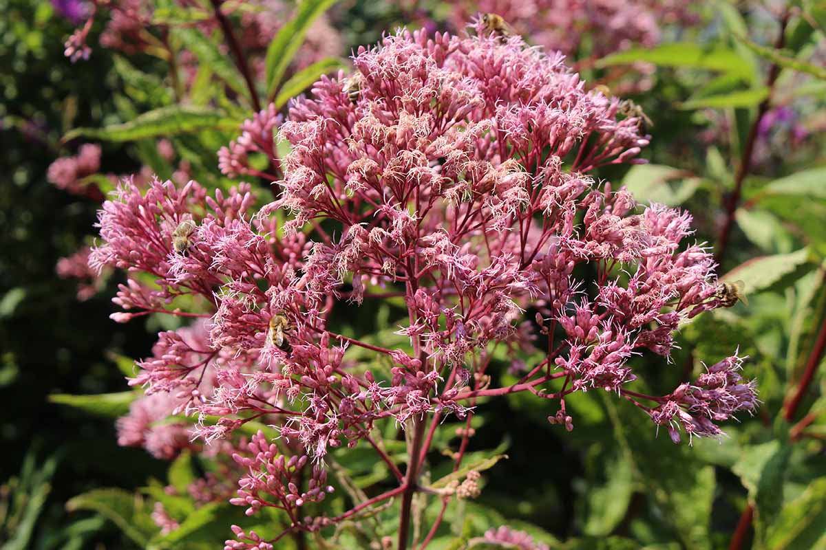 8-captivating-facts-about-joe-pye-weed