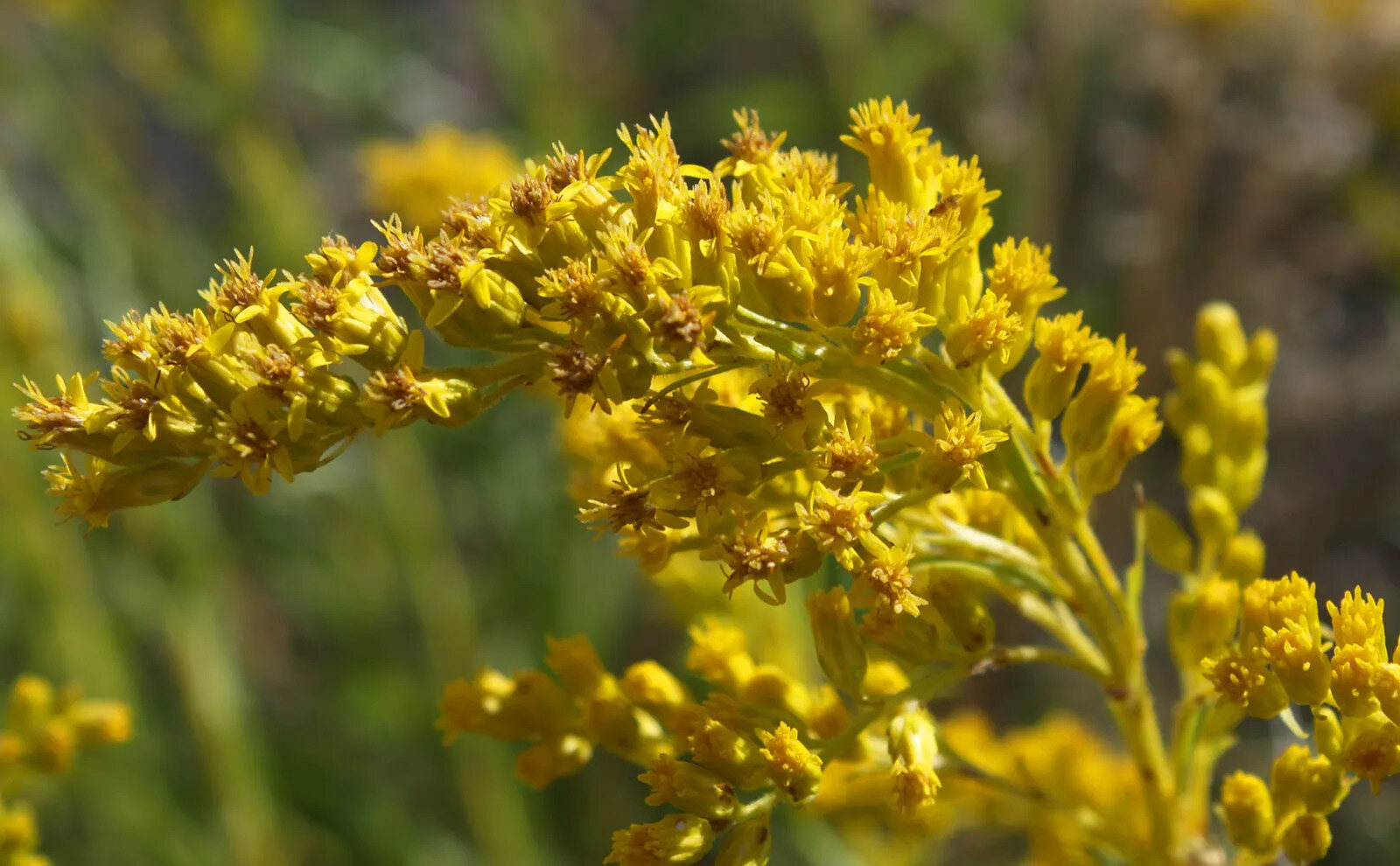 8-enigmatic-facts-about-goldenrod
