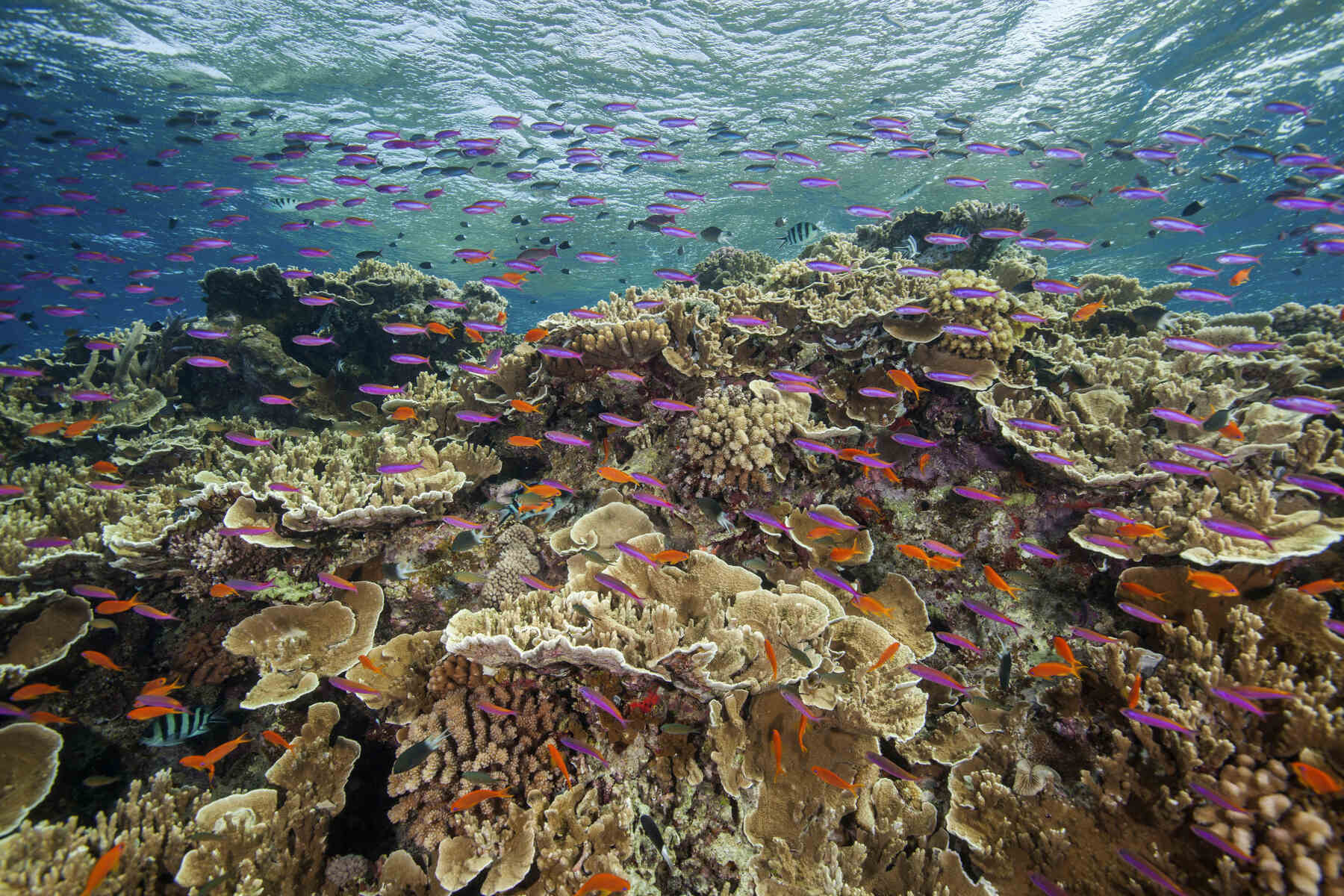 8-enigmatic-facts-about-great-barrier-reef