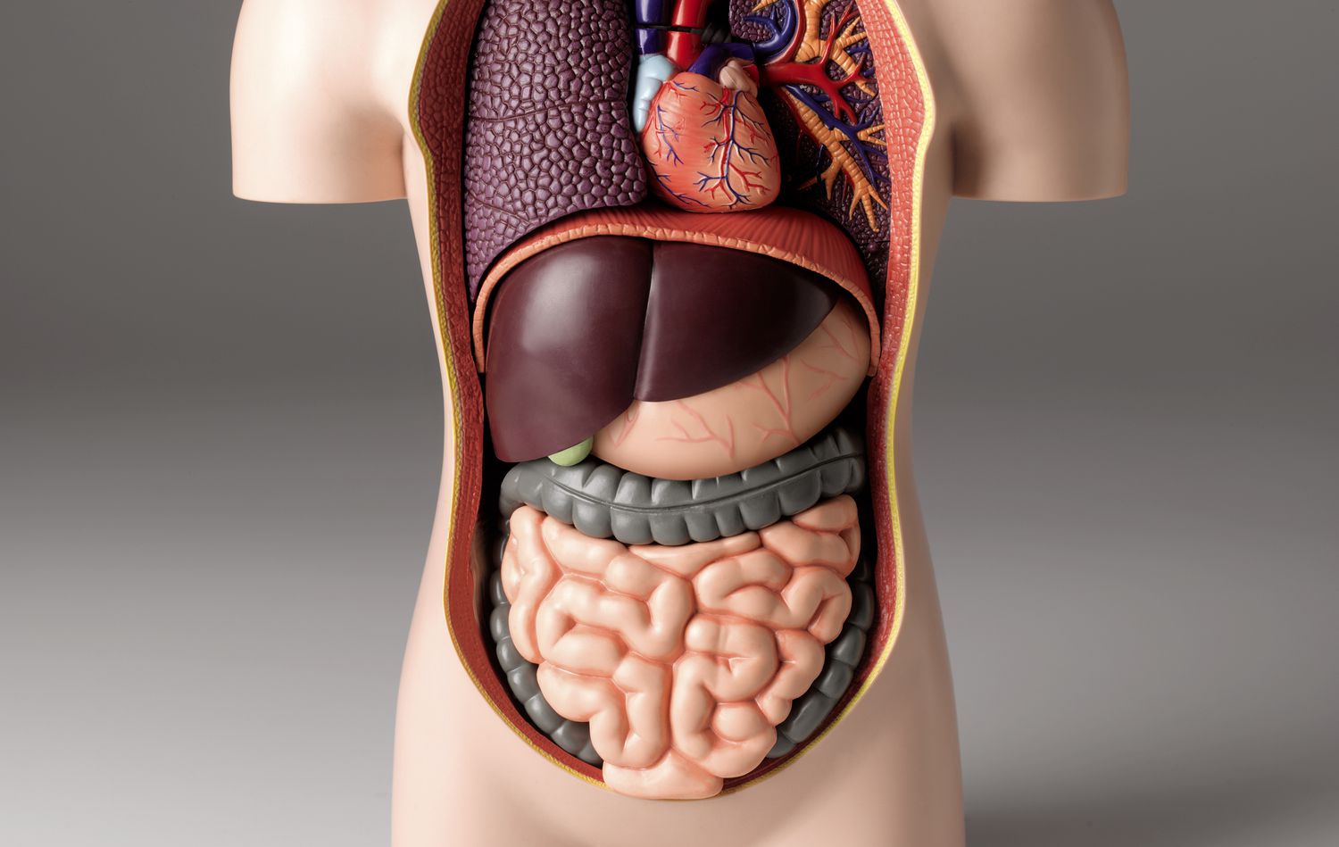 8-enigmatic-facts-about-human-digestive-system