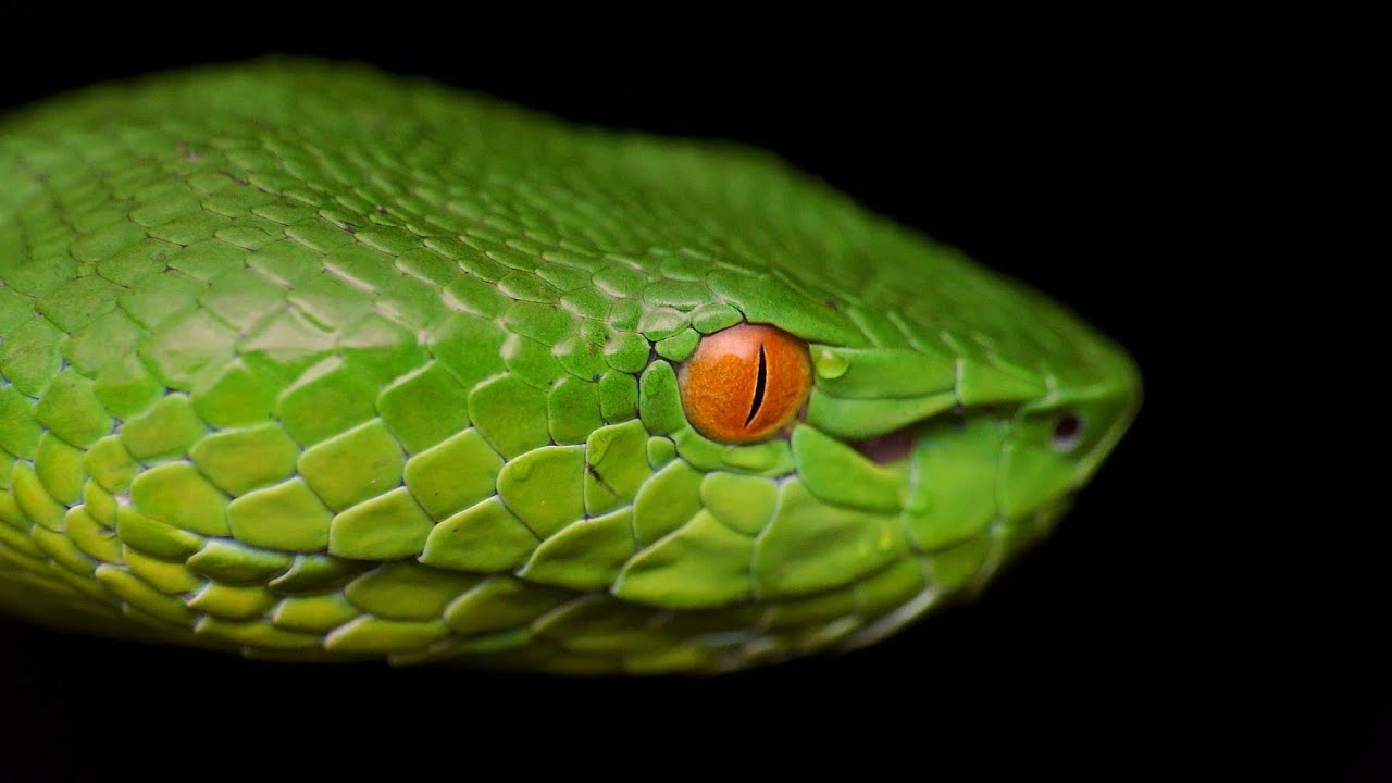 8-enigmatic-facts-about-sabah-bamboo-pit-viper