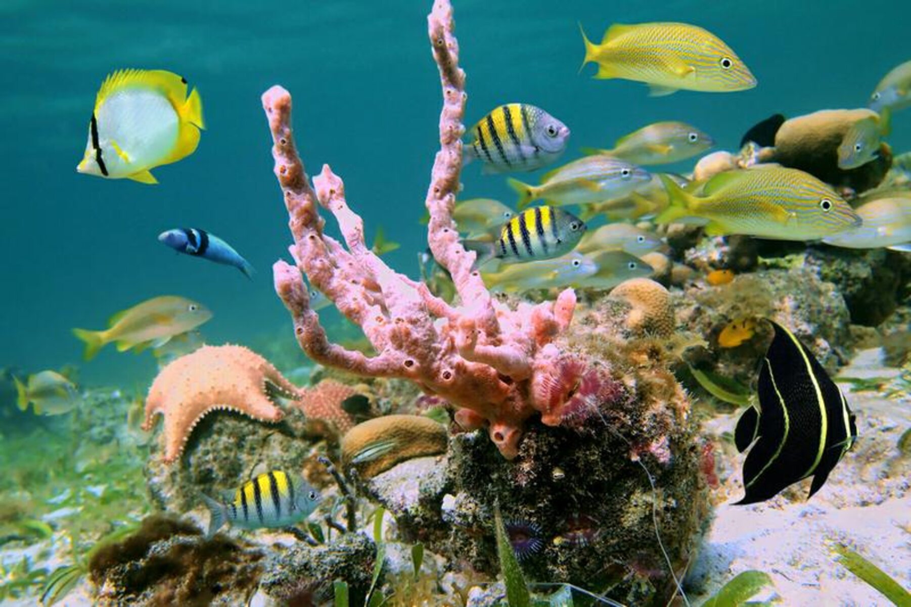 8-enigmatic-facts-about-virgin-islands-coral-reef-national-monument