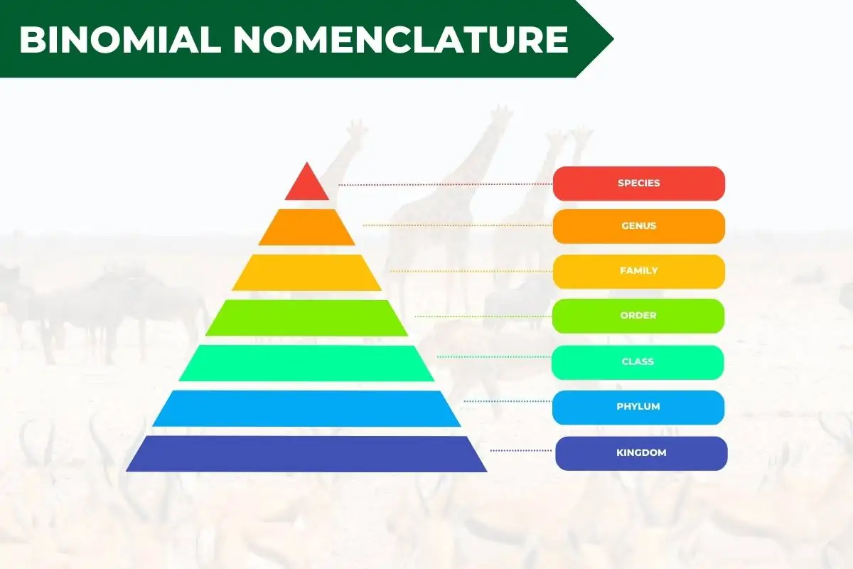 Binomial Nomenclature  