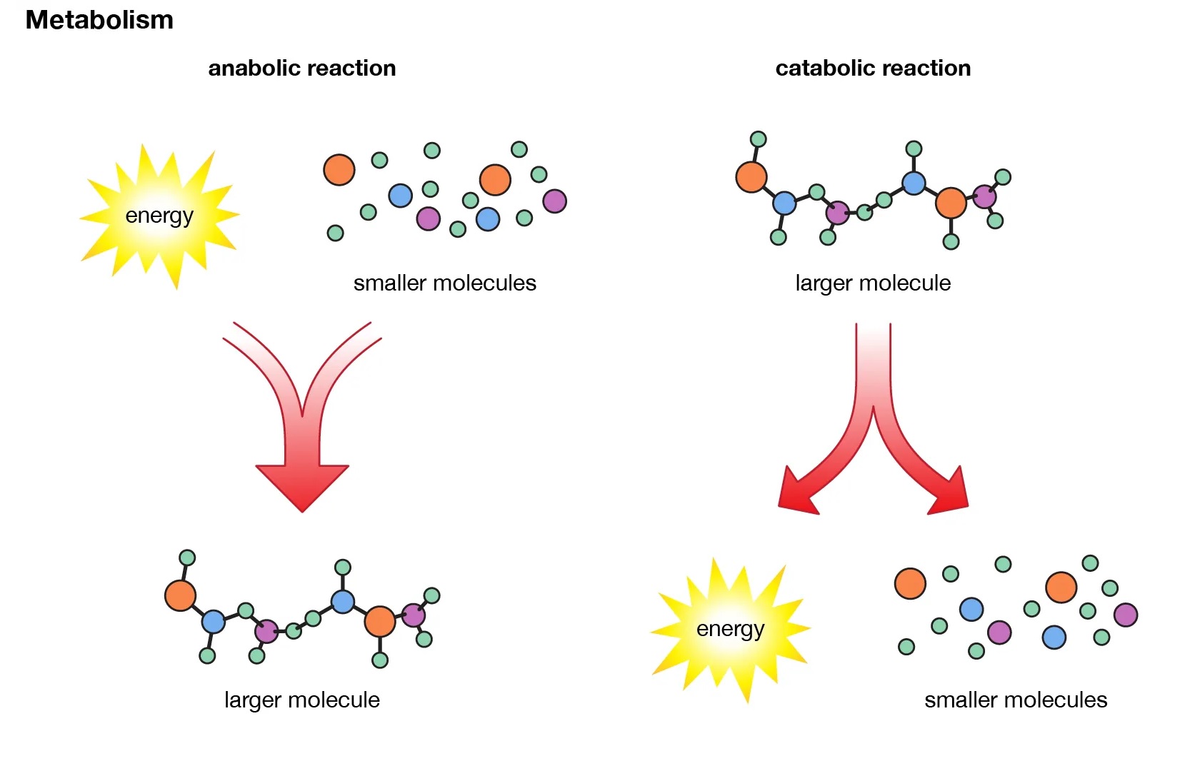 8-extraordinary-facts-about-metabolism-facts