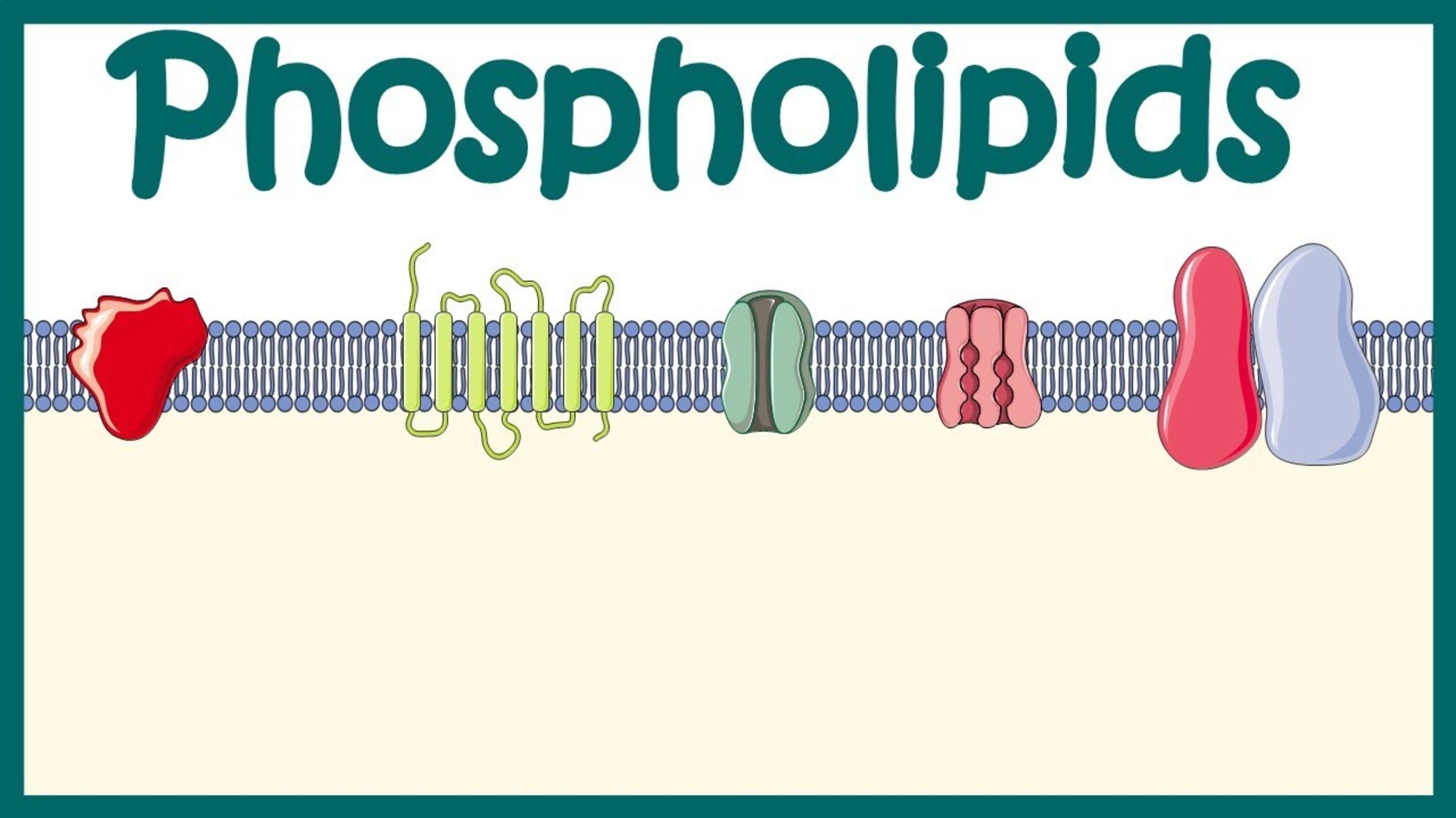8-extraordinary-facts-about-phospholipids