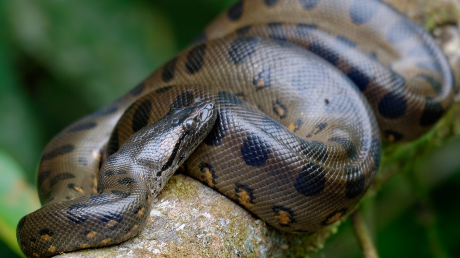 8-fascinating-facts-about-anaconda