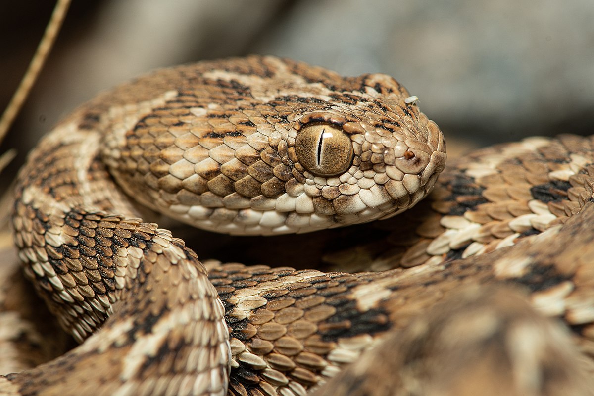 8 Fascinating Facts About Sindh Saw Scaled Viper Net