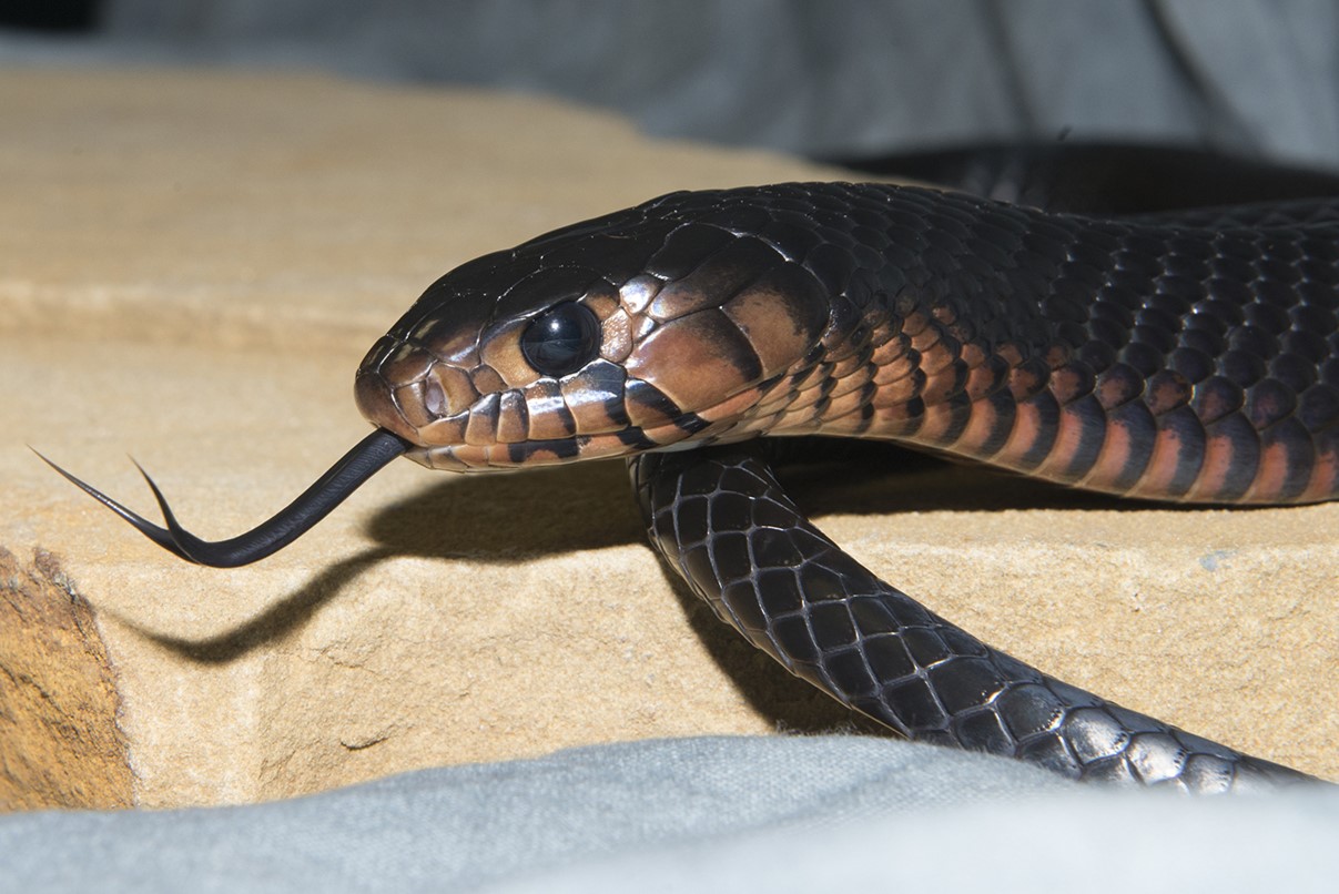 8-intriguing-facts-about-eastern-indigo-snake