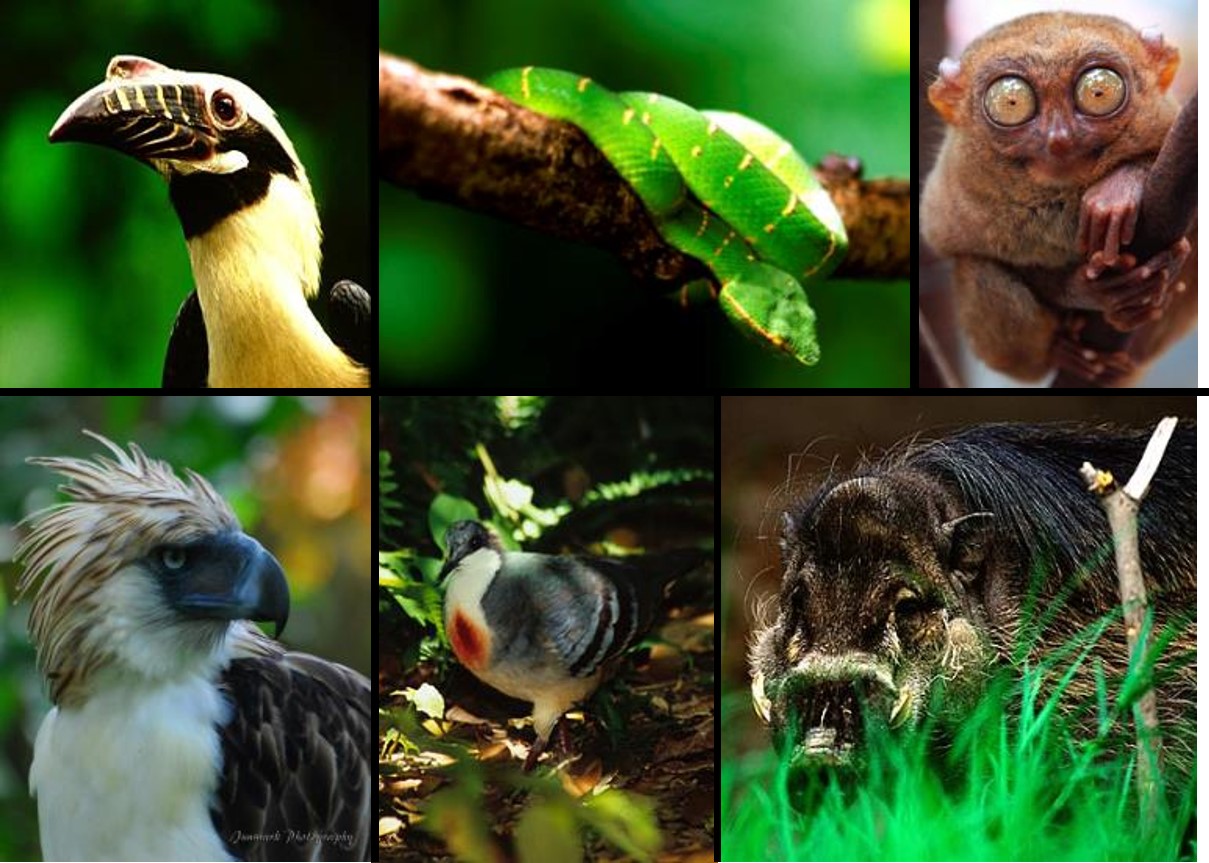 Endemic Wildlife: Their Importance For Nature As A Whole - Sigma Earth
