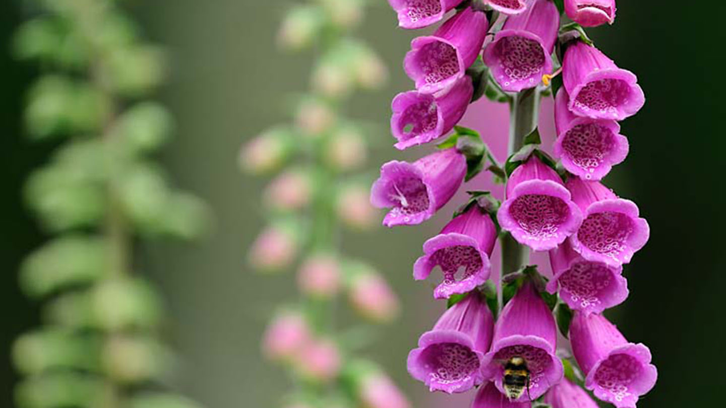 8-intriguing-facts-about-foxglove