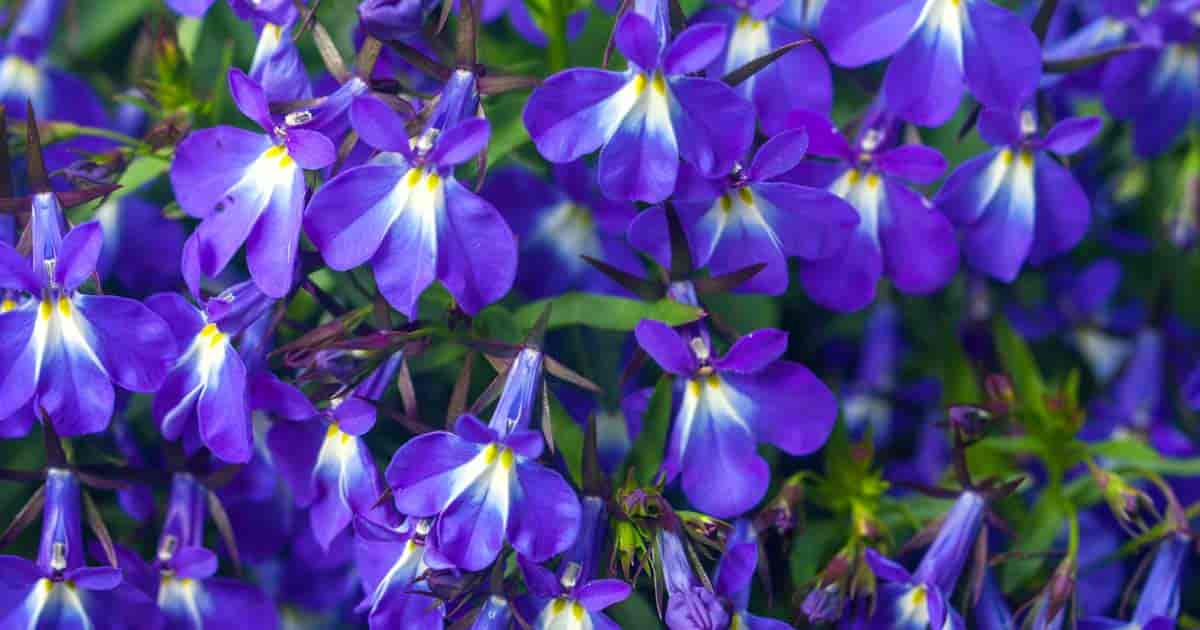 8-intriguing-facts-about-lobelia