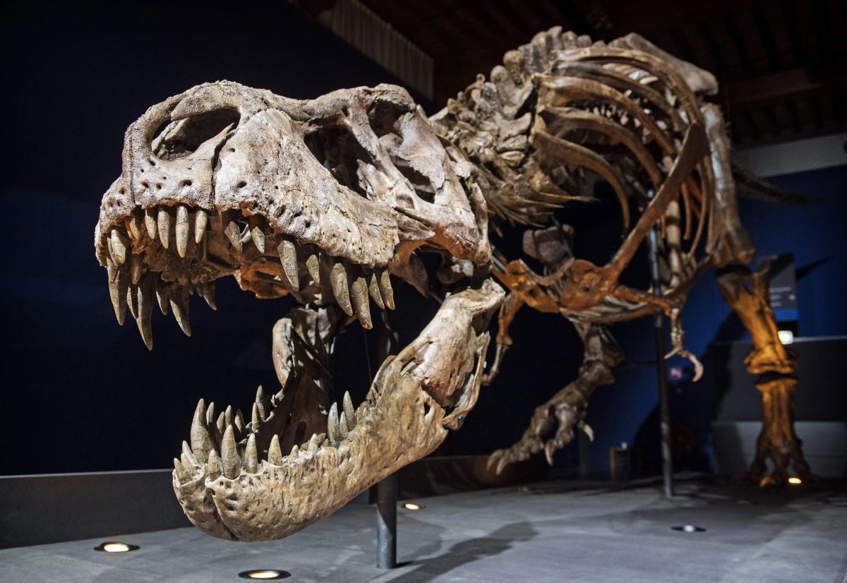 8-intriguing-facts-about-paleontology
